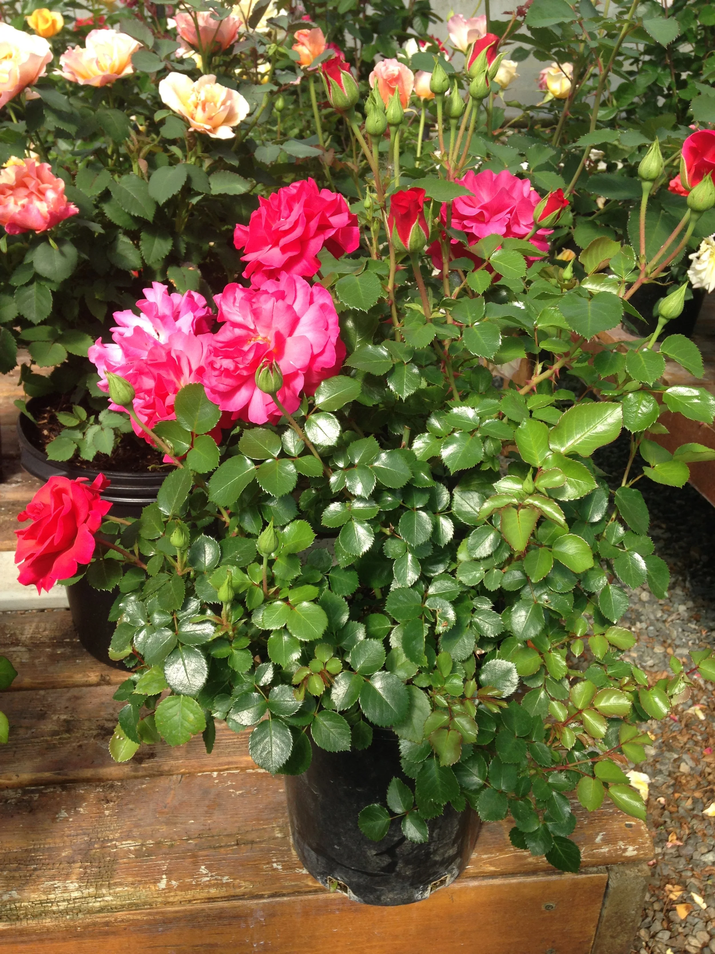 Frilly Lily — Select Roses